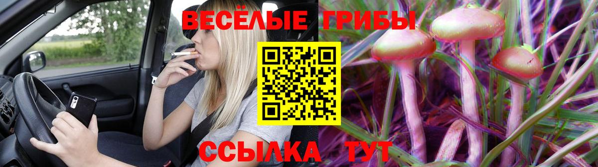 Псилоцибиновые грибы Cubensis Северск