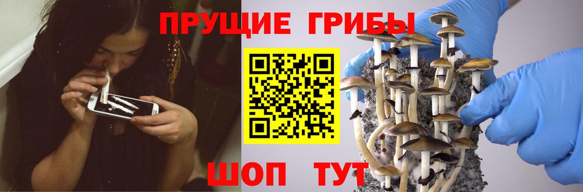Галлюциногенные грибы Psilocybe  Галлюциногенные грибы Magic Shrooms  Северск 